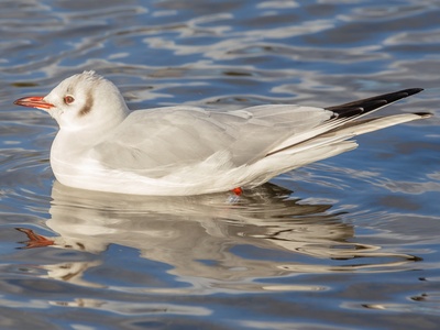 Black-headed gull