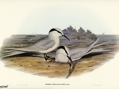 Black-naped tern