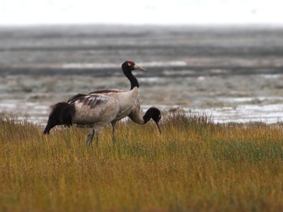 Black-necked crane