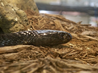 Black-necked spitting cobra