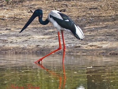 Black-necked Stork