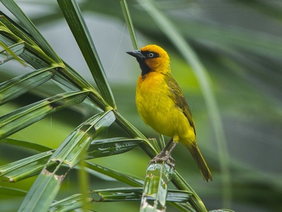 Black-necked Weaver