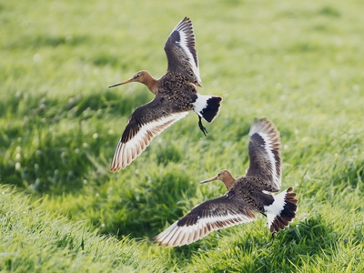 Black-tailed Godwit