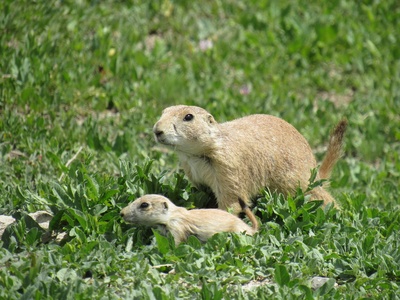 Black-tailed prairie dog