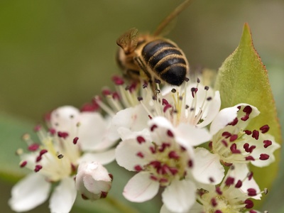 Black chokeberry (Aronia)