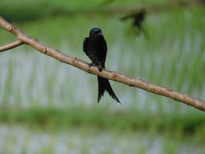 Black Drongo
