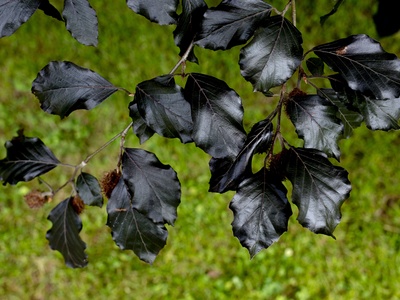 Black elder (cultivar notes)