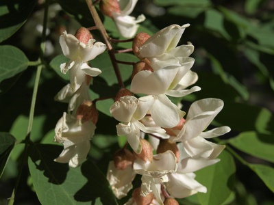 Black locust (native)