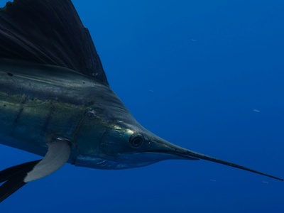 Black marlin