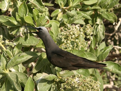 Black Noddy