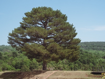 Black pine