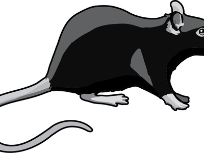 Black rat