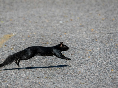 Black rat (krysa černá)