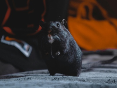Black rat (rata negra)