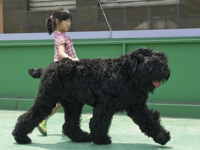 Black Russian Terrier