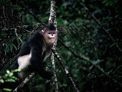 Black Snub-nosed Monkey