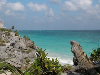 Black spiny-tailed iguana