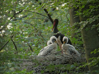 Black Stork