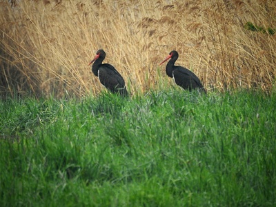 Black stork