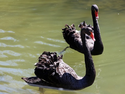 Black Swan