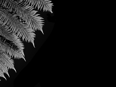 Black tree fern