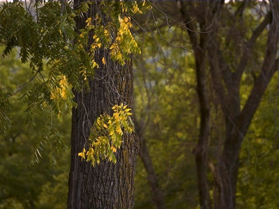 Black walnut