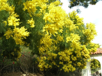 Black wattle