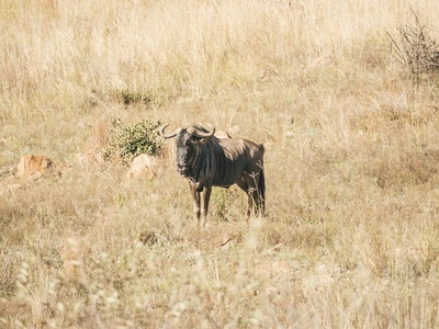Black wildebeest