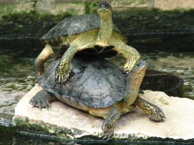 Black wood turtle