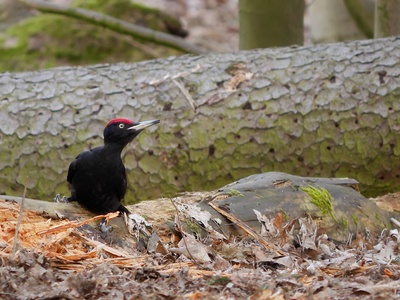 Black Woodpecker