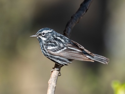Black‑and‑white Warbler
