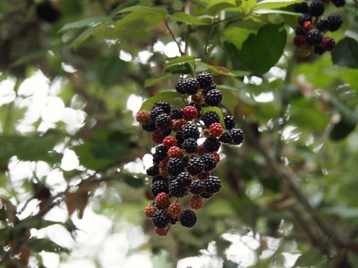 Blackberry (móres)