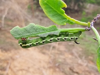 Blackburn's sphinx moth
