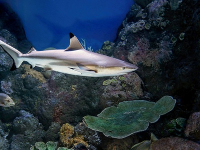Blacktip reef shark