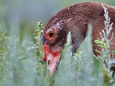 Blood pheasant