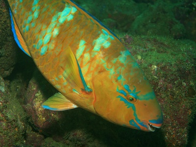 Blue-barred parrotfish