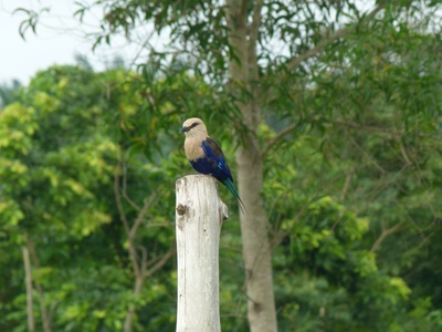 Blue-bellied Roller