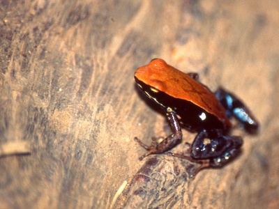 Blue-legged Mantella