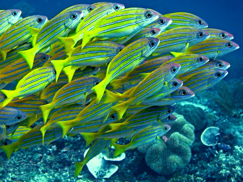 The Complete List of Fish of Israel - Flora Fauna Fun