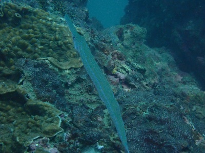 Blue-spotted cornetfish