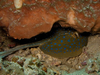Blue-spotted ribbontail ray