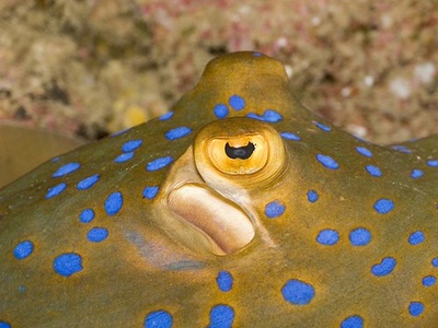 Blue-spotted ribbontail ray