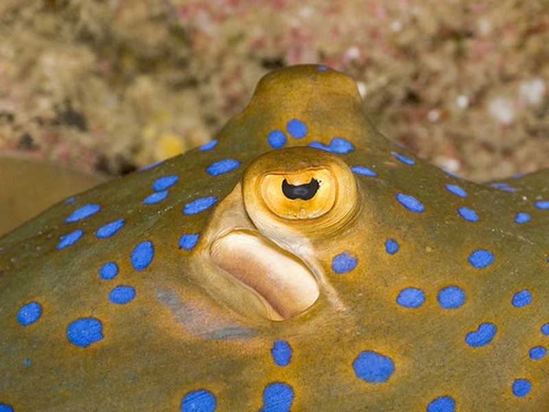 The Complete List of Fish of Israel - Flora Fauna Fun