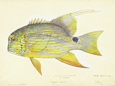Blue-spotted seabream