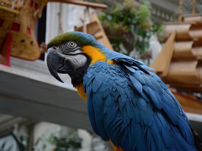 Blue-throated macaw