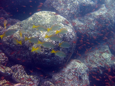 Blue and gold snapper
