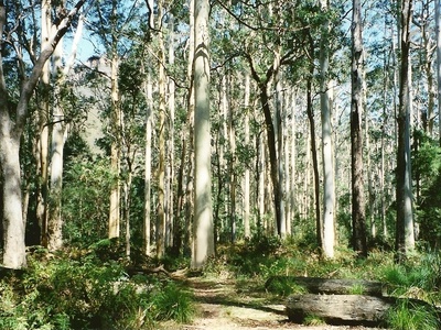 Blue gum eucalyptus