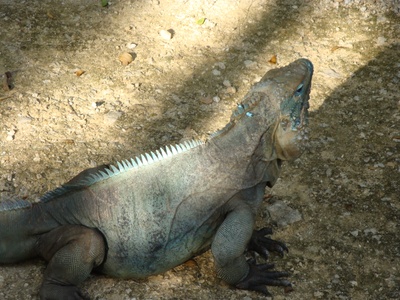 Blue iguana