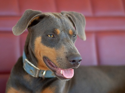 Blue Lacy