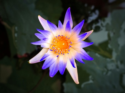 Blue lotus